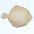 Vividly Artificial Simulation Turbot   for Aquarium   Tank Decor