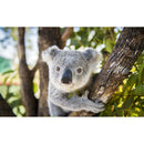 5D DIY Full Drill Diamond Painting Koala Cross Stitch Mosaic Kit (WX186)