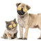 Lovely Dog Cat Glasses Pet Eye Protection Sunglasses Photos Props (Yellow) A