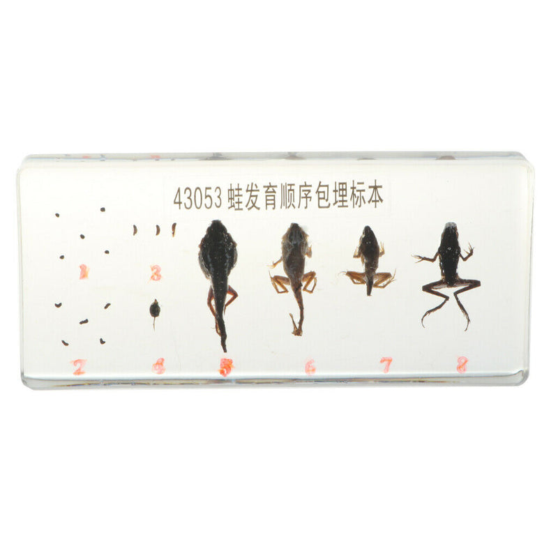 Lifecycle of a Frog Specimens Paperweight Educational Science Classroom