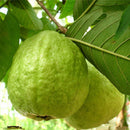 50pcs Guava Seeds Delicious TropiFSl Fruit Seed Non Transgenic Plant BonsTOCA