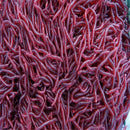 50PCS Red Earthworm Soft Worm Fishing Lures Bait Hooks Baits Tackle Crankbaits