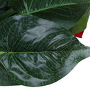 Anthurium, green potted anthurium flowers indoor green plants balcony