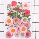 Natural Pressed Embossed Dried Flowers Sweet Pink Daisy Makeup Floral Crafts