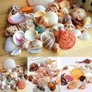 Fashion Aquarium Beach Nautical DIY Shells Mixed Bulk Approx 100g Sea Shell 3C