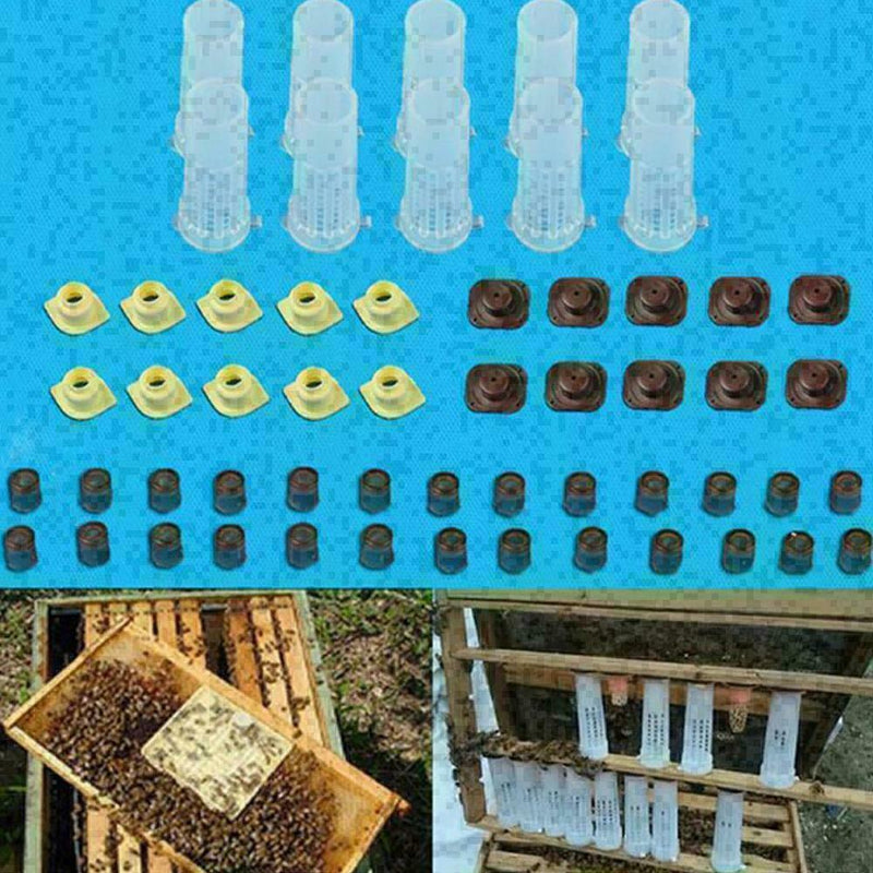 10PCS Beekeeping Rearing Cup Kit Bee Cages Beekeeper Equipment Tools T4M8 V F0O4