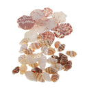 30 Pieces Of Mussel Perlenb Crafting Shells  For Handicrafts, Decoration Or