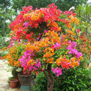 100pcs Mixed Color Bougainvillea Bonsai Flower Plant Seeds Home Garden Decor LJ
