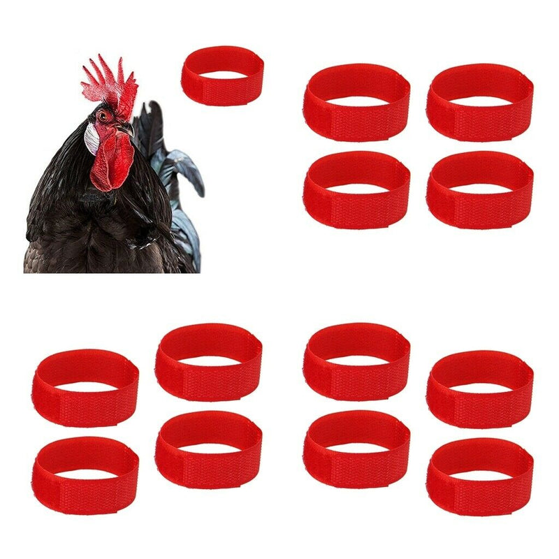 15x Chicken Rooster Collar Prevent From Screaming Disturbing Neighbors Red