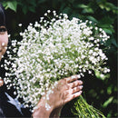 Aromatic Gypsophila Seeds Potted Gypsophila Paniculata Garden Flower Seed LJ