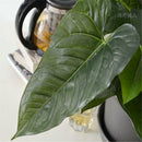 Lifelike 40CM Evergreen Artificial Plant Bush Potted Tree Flower Simulati D P7X7
