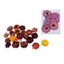 10 Pcs + 20g Dried Pressed Flowers For DIY