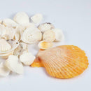 Sea Shells Beach Mixed Shell Craft Table Aquarium Fish Medium JI89 Tank J1H5