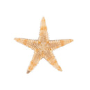 Small Starfish Star Sea Shell Beach Craft 0.4 inch-1.2 inch 90 Pcs