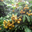 5pcs Dwarf Longan Sri Chompoo/Dragon Sweet Exotic Tropical P7Q7 Bonsai Su F V5H3