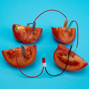 1Set Children Bio Energy Science Kit Potato Fruit Supply Electricity ExperimenME