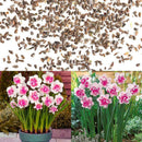 400X Charm Daffodil Seeds Spring Flower Double Narcissus Duo Bulbs Seeds P6V2