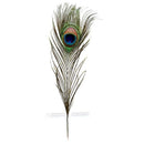 Pack of 12 Peacock Feathers Approx 10" to 12" Inches Natural Peacock Eye Fe
