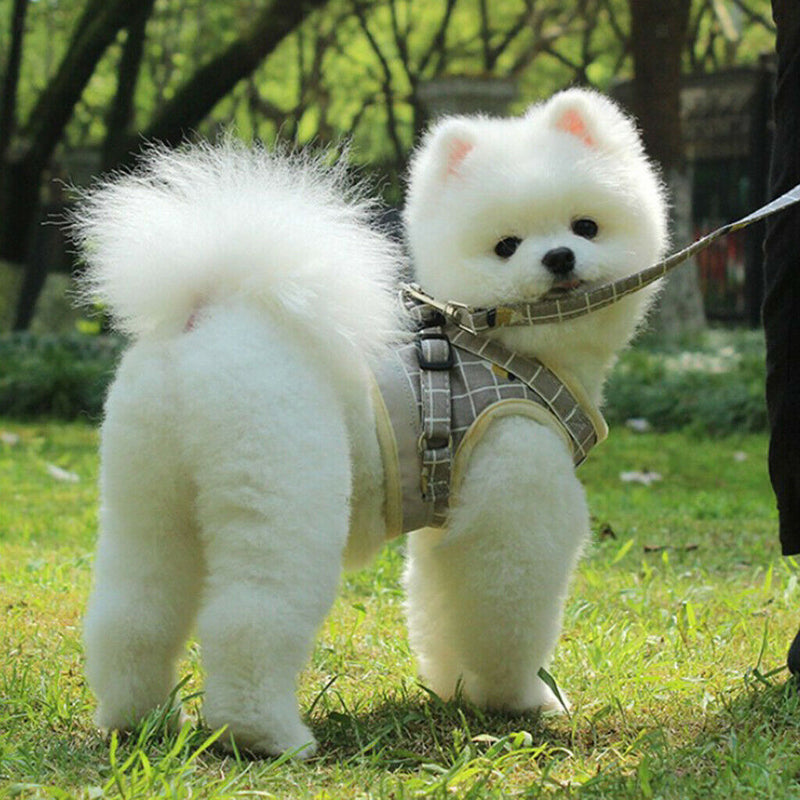 2pcs Breathable Pet Puppy Harness Vest Pet Training Traction Rope For Puppy