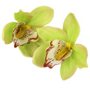 20 pcs Simulation Flower Great Cymbidium Flower Head (Green)