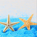 20 pcs Mini Cute Small Starfish Sea Star Shell Beach Home Decor DIY Craft