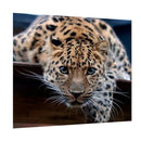 DIY Animal Lepoard Craft 5D Diamond Painting Embroidery Cross Stitch Kits