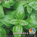 Basil seeds ocimum basilicum seeds vegetable fragrant for planting MedicinalULJ