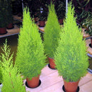 50pcs Lot Arborvitae Cypress Cupressus Sempervirens C1L3 Tree Pine Garden: H4R0