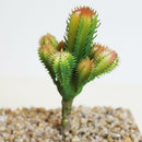 Faux Cactus Plants Artificial Plastic Succulent Flower Home Decor DIY