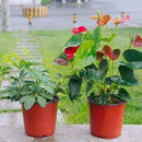 10 Pcs Flower Pots Flowerpot Garden Unbreakable Plastic Nursery Pots Decors O7G9