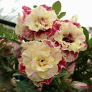 5 pcs Desert Rose Flower Adenium obesum "PEONY" bonsai Seeds Sale