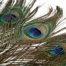10PCS Real Natural Peacock Tail Eyes Feathers 8-12 Inches /about 23-30cm New