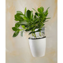 5 Pieces Sturdy Plastic Self-watering Wall Hanging Planters Flower Pot Outdoor