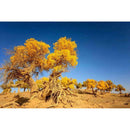 5D DIY Full Drill Diamond Painting Yellow Tree Embroidery Mosaic Kit Decor
