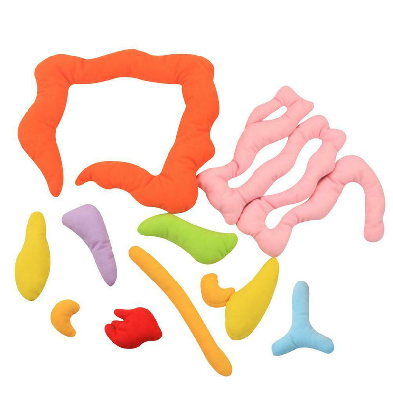 Human Body Organs Apron Awareness Insights Educational Toys for Children New