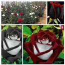 250X Rose SeedsRare Osiria Rose heirloom Chinese Rose Flower qua High W0T7 K2C5