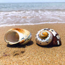 Natural South African Snail Sea Shell Coral Fish Tank Home UK Decoration M9T9