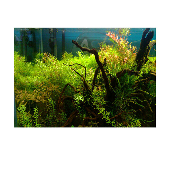 Aquarium Fish Tank Background Poster Grass Landscape Decor 61x30cm