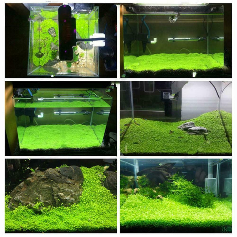 1000X Fish Aquarium Grass Seeds(Mixed)Water Aquatic Plant Home Fish Tank Supply