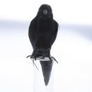 Black Crow Realistic Feather Artificial Bird Raven For Halloween Party Decor