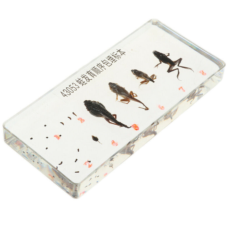 Lifecycle of a Frog Specimens Paperweight Educational Science Classroom