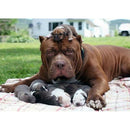 5D DIY Full Drill Diamond Painting Dog Cross Stitch Embroidery Kit (C1186)