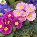 50pcs Primrose Seeds Garden Decor Flower fragrant DIY Home Garden hardy Plant SP