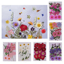8Pack Mixed Pressed Dried Flowers Leaves for Scrapbooking Wedding Decoration