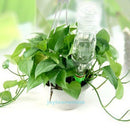12 x Garden Cone Watering Flower Plant Waterers Bottle Spike Irrigation System