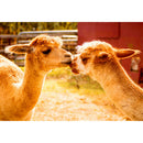 1000pcs DIY Kiss Alpaca Puzzle Educational Learning Assembling Jigsaw Toys A