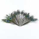 50pcs lots Real Natural Peacock Tail Eyes Feathers 8-12 Inches  JÃ‘Æ’