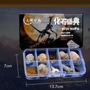 10Pcs Fossils Collection Kit w/ Display Box for Kids Early Biology Learning
