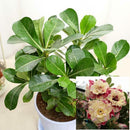 5 pcs Desert Rose Flower Adenium obesum "PEONY" bonsai Seed Supply