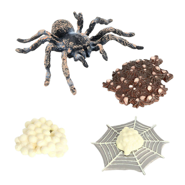 Realistic Plastic Spider Growth 4 Stages Lifelike Life Cycle Kids Education Toys